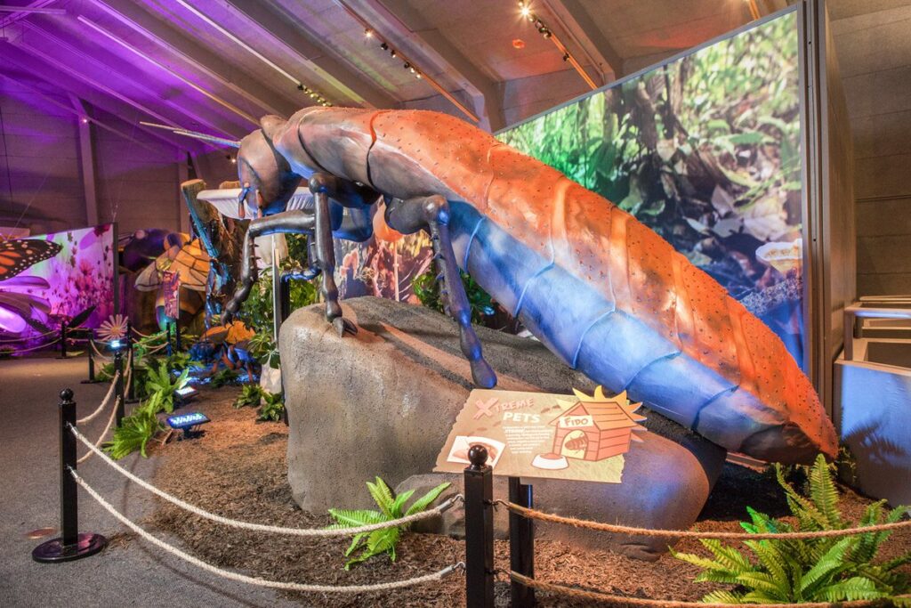 Xtreme Bugs Exhibition at the Academy of Natural Sciences. Image courtesy of Academy of Natural Sciences of Drexel University